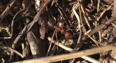 Formica truncorum