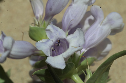 Penstemon haydenii, photograph 4