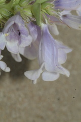 Penstemon haydenii, photograph (c) Austin Saunders, some rights reserved (CC BY)