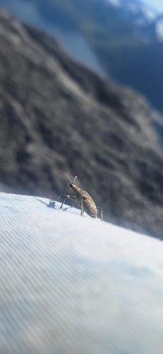 Blackspotted Longhorn Beetle