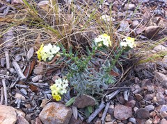 Lithospermum cobrense