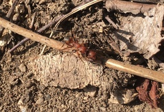 Formica truncorum