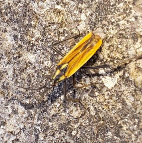 Meadow Plant Bug