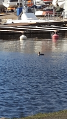 Podiceps cristatus