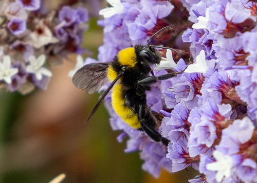 Sonoran Bumble Bee