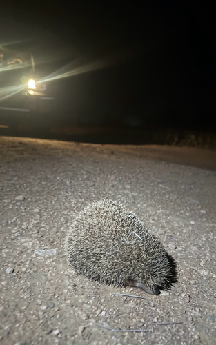 Indian Long-eared Hedgehog