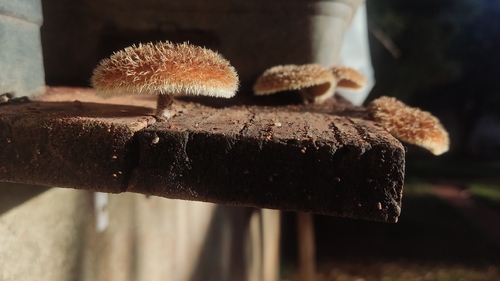 Lentinus berteroi