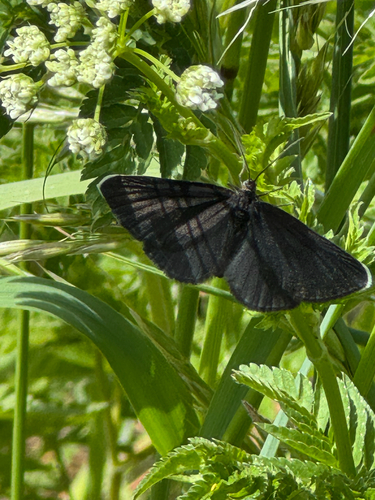 Chimney-sweeper