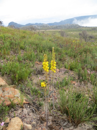 Image of Bulbine cepacea by no rights reserved