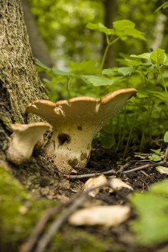 iNaturalist image