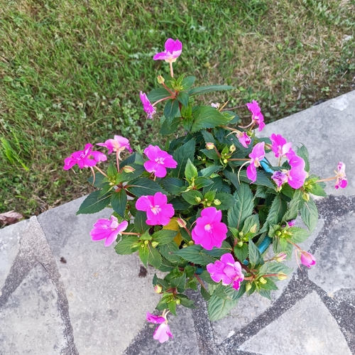 New Guinea Impatiens