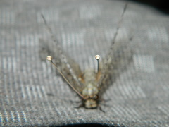 Proctarrelabis capensis