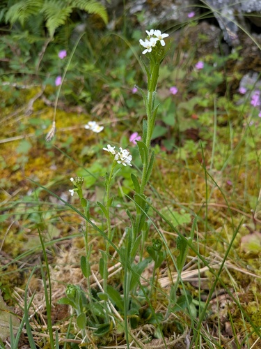 Arabis hirsuta, photograph 3