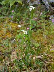 (c) Jamie O'Neill, some rights reserved (CC BY) Arabis hirsuta, photograph (c) Jamie O'Neill, some rights reserved (CC BY)
