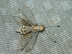 Proctarrelabis capensis