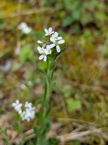 Arabis hirsuta, photograph 4
