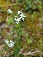 (c) Jamie O'Neill, some rights reserved (CC BY) Arabis hirsuta, photograph (c) Jamie O'Neill, some rights reserved (CC BY)