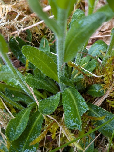 Arabis hirsuta, photograph 6