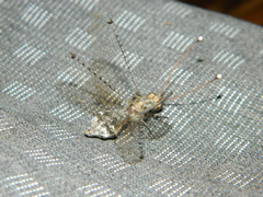 Proctarrelabis capensis