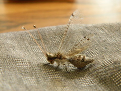 Proctarrelabis capensis