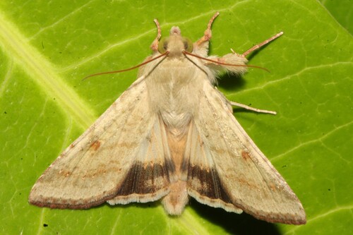 Cotton Bollworm Moth