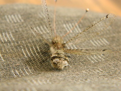 Proctarrelabis capensis