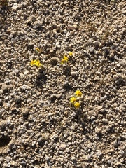 Eriophyllum wallacei