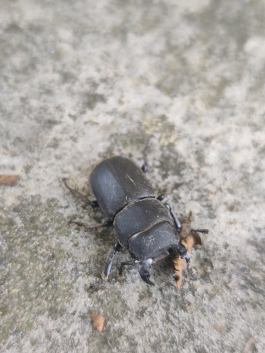Lesser Stag Beetle