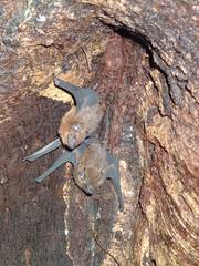 Chestnut Sac-Winged Bat photo 4
