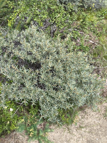 Sea-buckthorn