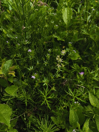 Field madder