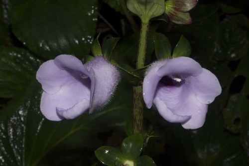 Gloxinia