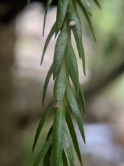 Phlegmariurus carinatus