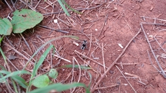 Atillum bucephalum