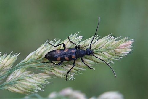 six-spotted longhorn beetle