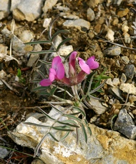 Oxytropis stenophylla
