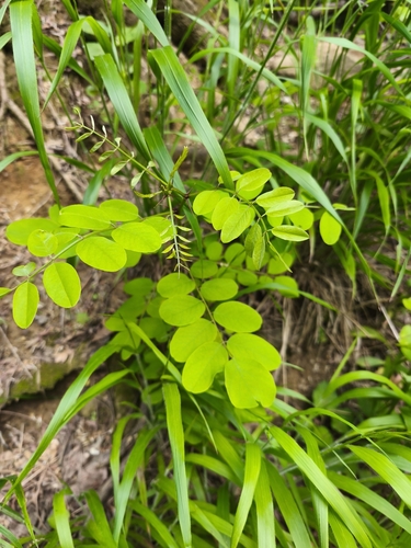 black locust
