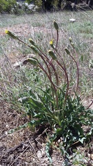 Takhtajaniantha crispa