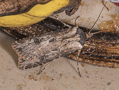 Agrotis malefida