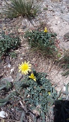 Takhtajaniantha crispa