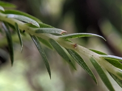 Phlegmariurus carinatus