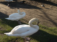 Cygnus olor