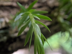 Phlegmariurus carinatus