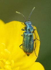 Malachius bipustulatus