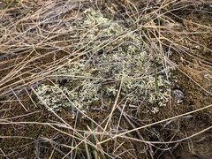 Xanthoparmelia camtschadalis