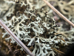 Xanthoparmelia camtschadalis