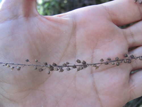 Anarrhinum longipedicellatum (Anarrhinum longipedicellatum)