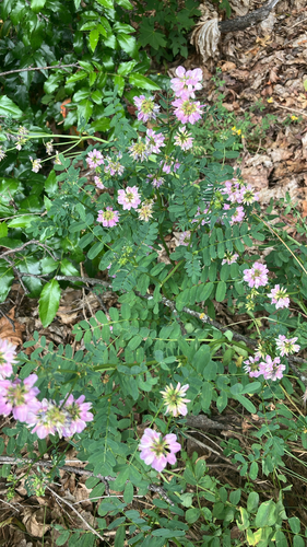 purple crownvetch