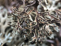 Xanthoparmelia camtschadalis