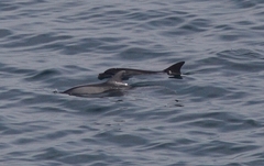 Delphininae